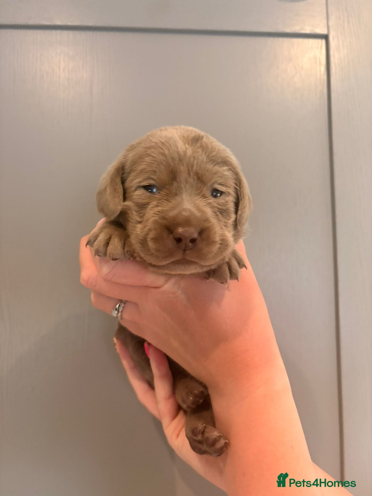 Labrador Retriever dogs KC registered Silver Labrador puppies for sale - Advert 2