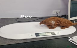 Cavapoo dogs for sale: Fox Red Cavapoo F1 Puppies  - Image 34