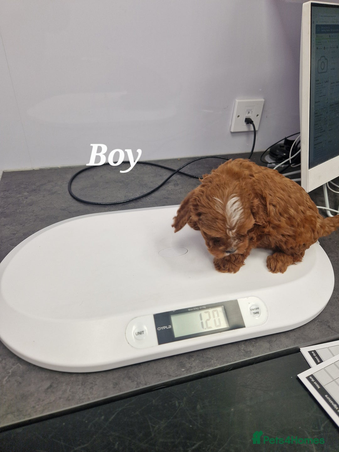 Cavapoo dogs for sale: Fox Red Cavapoo F1 Puppies  - Image 34