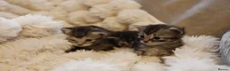 Mixed Breed cats for sale: Adorable mixed kittens for sale - Advert 20