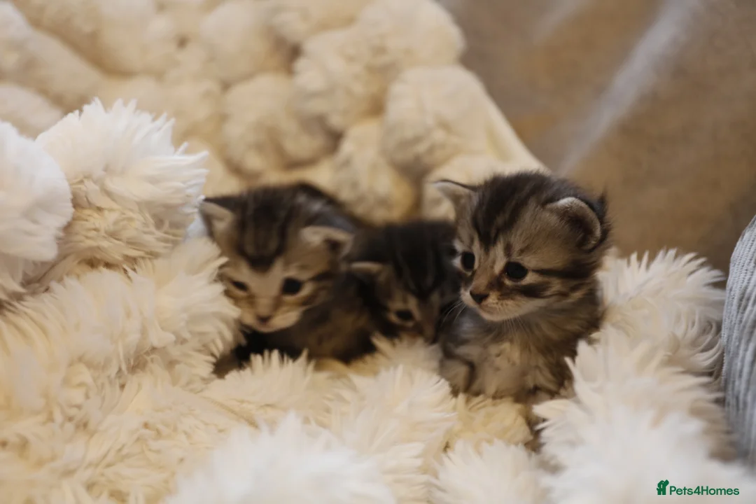 Mixed Breed cats for sale: Adorable mixed kittens for sale - Advert 20