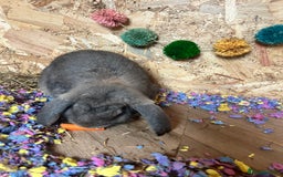 French Lop rabbits for sale: Bonded female French lops - Image 3