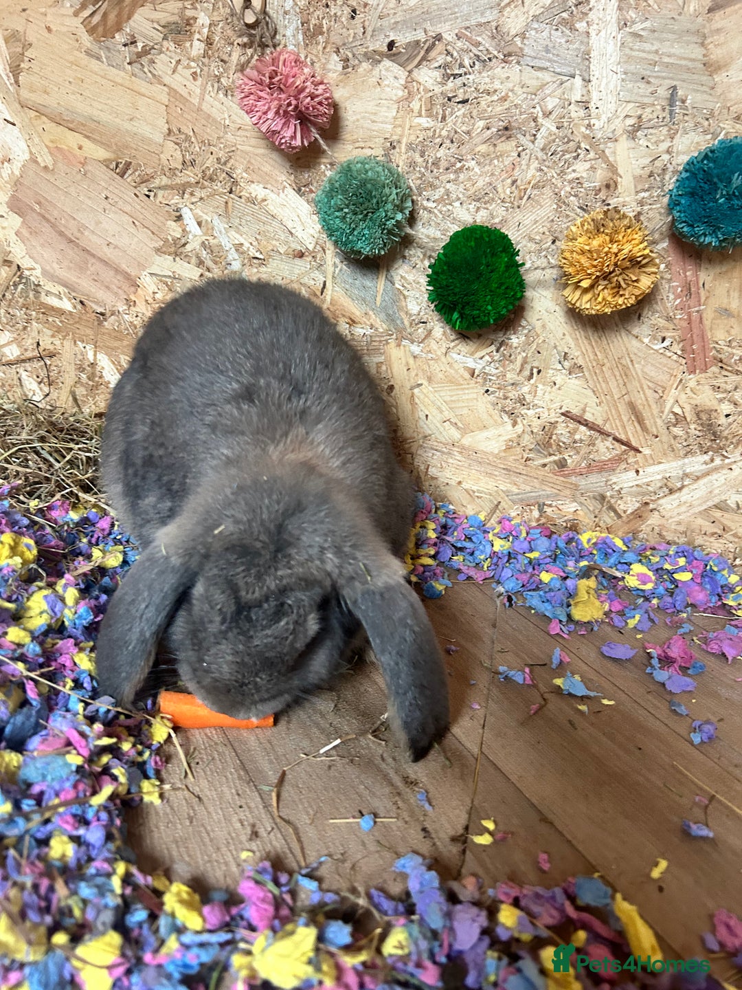 French Lop rabbits for sale: Bonded female French lops - Image 3