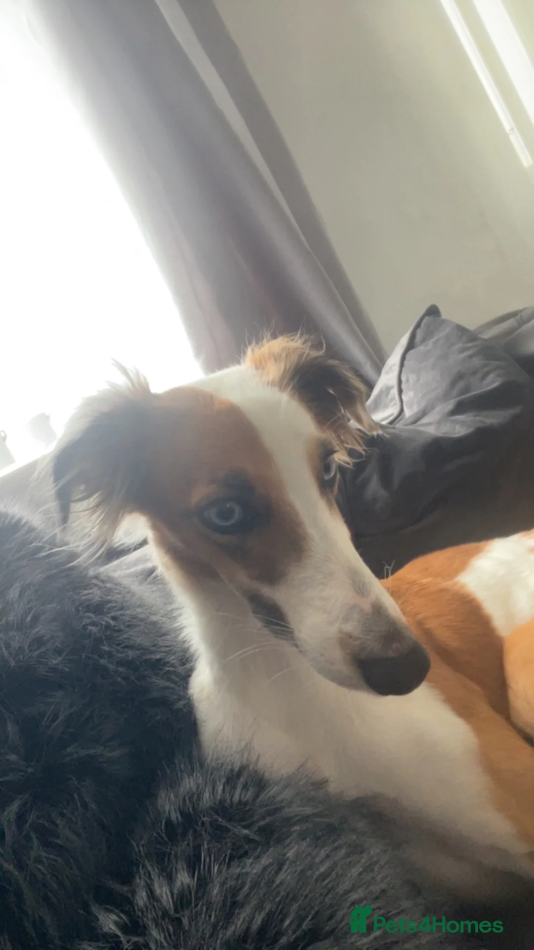 Mixed Breed dogs for sale: Femaile saluki greyhound  in Ferryhill - Advert 1