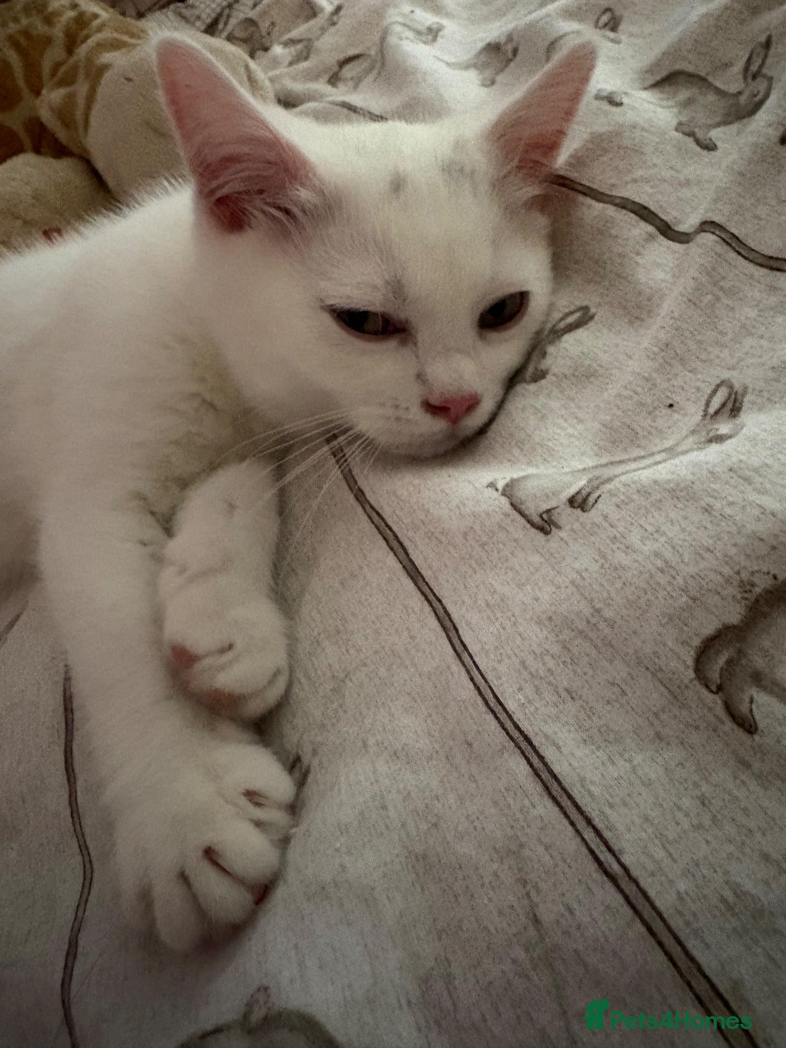 Mixed Breed cats REDUCED Gorgeous British shorthair x Scottish fold - Advert 2