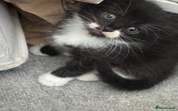 Mixed Breed cats for sale: 4 gorgeous kittens - Image 2
