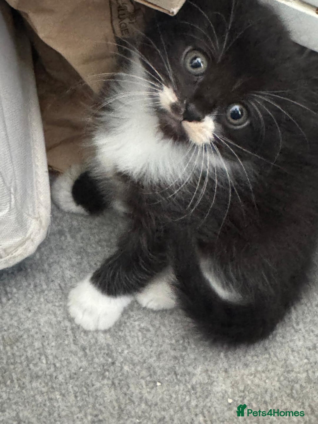 Mixed Breed cats for sale: 4 gorgeous kittens - Image 2