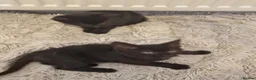 British Shorthair cats for sale: Black  in Ventnor - Advert 4