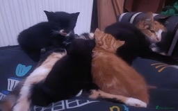 Mixed Breed cats for sale: 4 sweet happy tuxedo kittens - Image 2