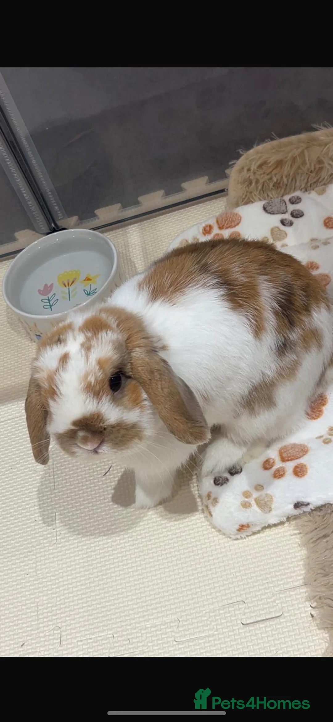 Mini Lop rabbits for sale: 2 male mini lops - Advert 1
