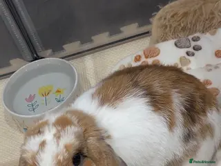 Mini Lop rabbits 2 male mini lops - Advert 1