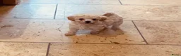 Poochon dogs for sale: Outstanding Poochon puppies  - Advert 2