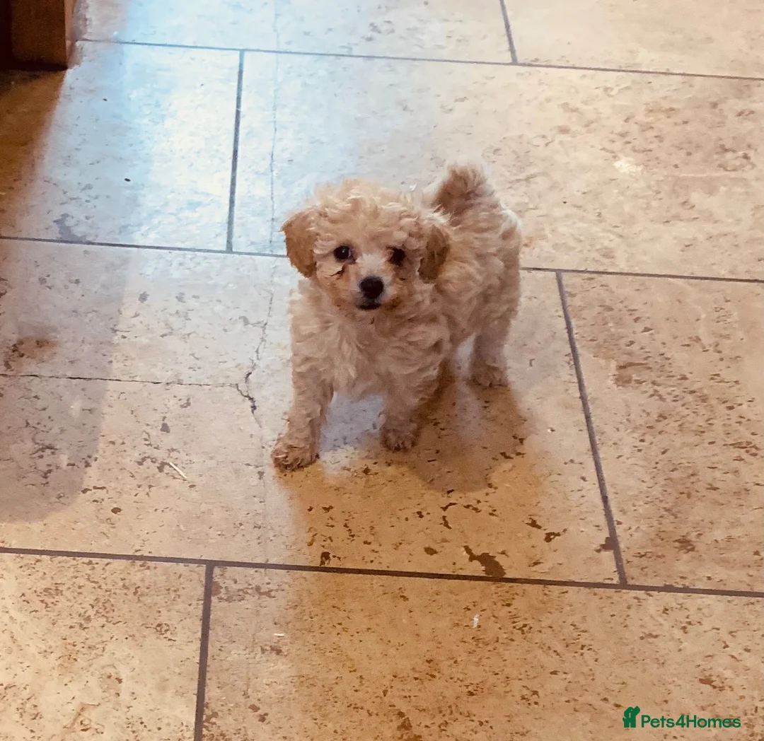 Poochon dogs for sale: Outstanding Poochon puppies  - Advert 2