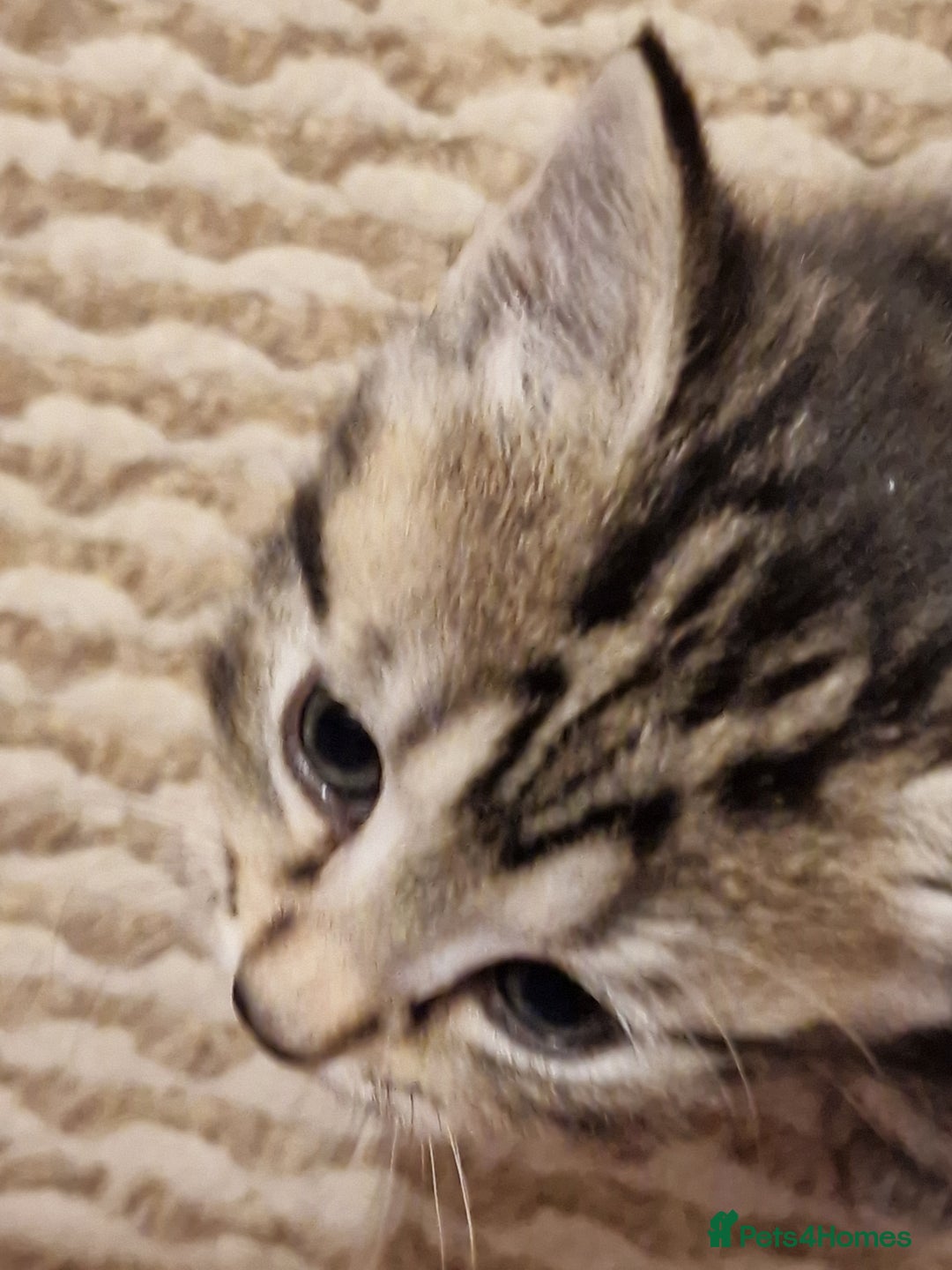 European cats for sale: 4 adorable healthy kittens - Image 5