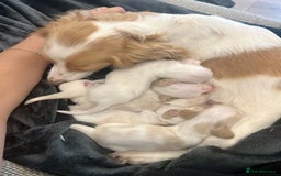 Miniature Dachshund dogs for sale: Longhaired piebald miniature dachshund pups  - Image 8