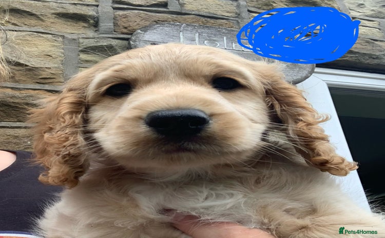 Cockapoo dogs - Advert 3