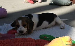 Beagle dogs for sale: Stunning KC Reg Beagle Pups - Ready Now - Image 22