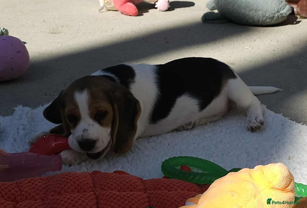 Beagle dogs for sale: Stunning KC Reg Beagle Pups - Ready Now - Image 22