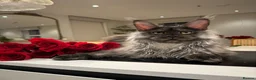 Maine Coon cats for sale: 💗RARE💗Imported lines, exceptional MC kittens😻⭐️ - Advert 12