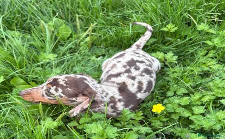 Miniature Dachshund dogs - Advert 5