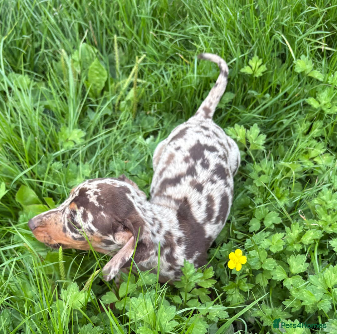 Miniature Dachshund dogs for sale:  Chocolate apple Miniature Dutch hound - Image 4