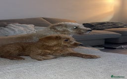 Labradoodle dogs for sale: Beautiful F1b Red Miniature Labradoodle  - Image 2