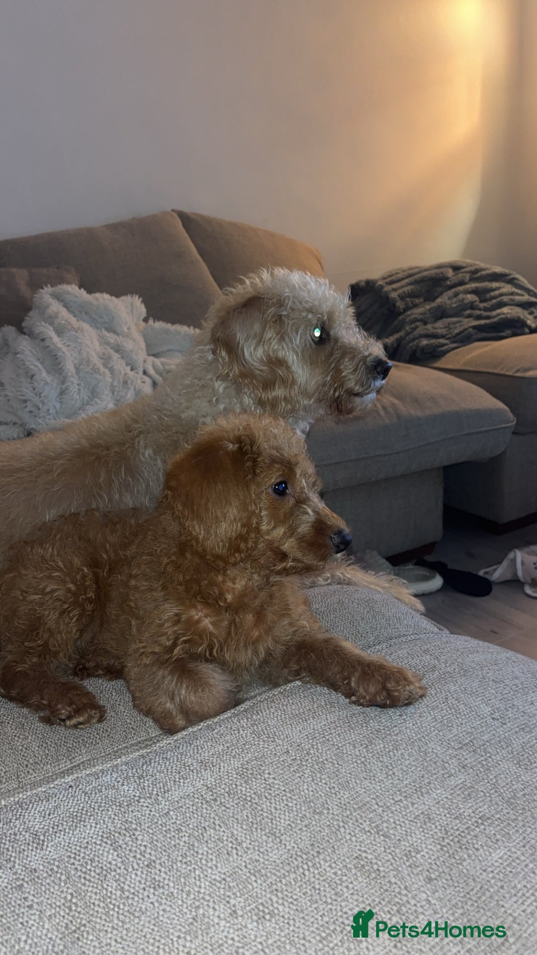Labradoodle dogs for sale: Beautiful F1b Red Miniature Labradoodle  - Image 2