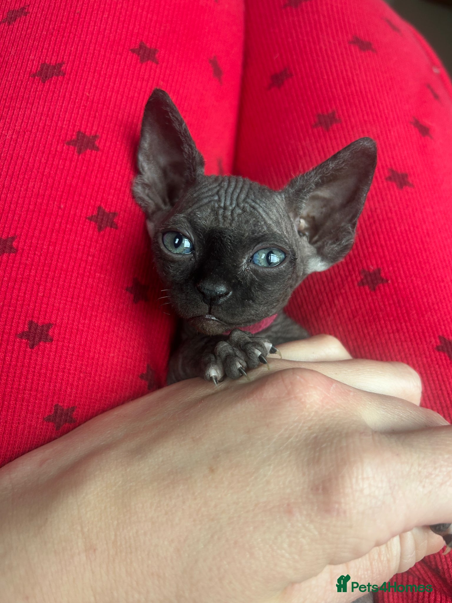 Sphynx cats Pure Canadian sphynx  - Advert 1