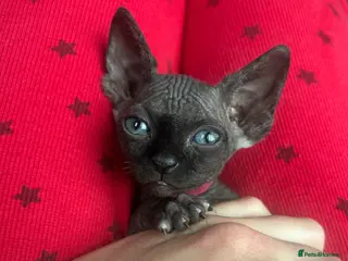 Sphynx cats Pure Canadian sphynx - Advert 1