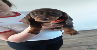Miniature Dachshund dogs - Advert 6