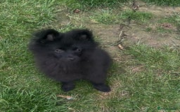 Pomeranian dogs for sale: Orange male Pomeranian and black female pomchi - Image 2