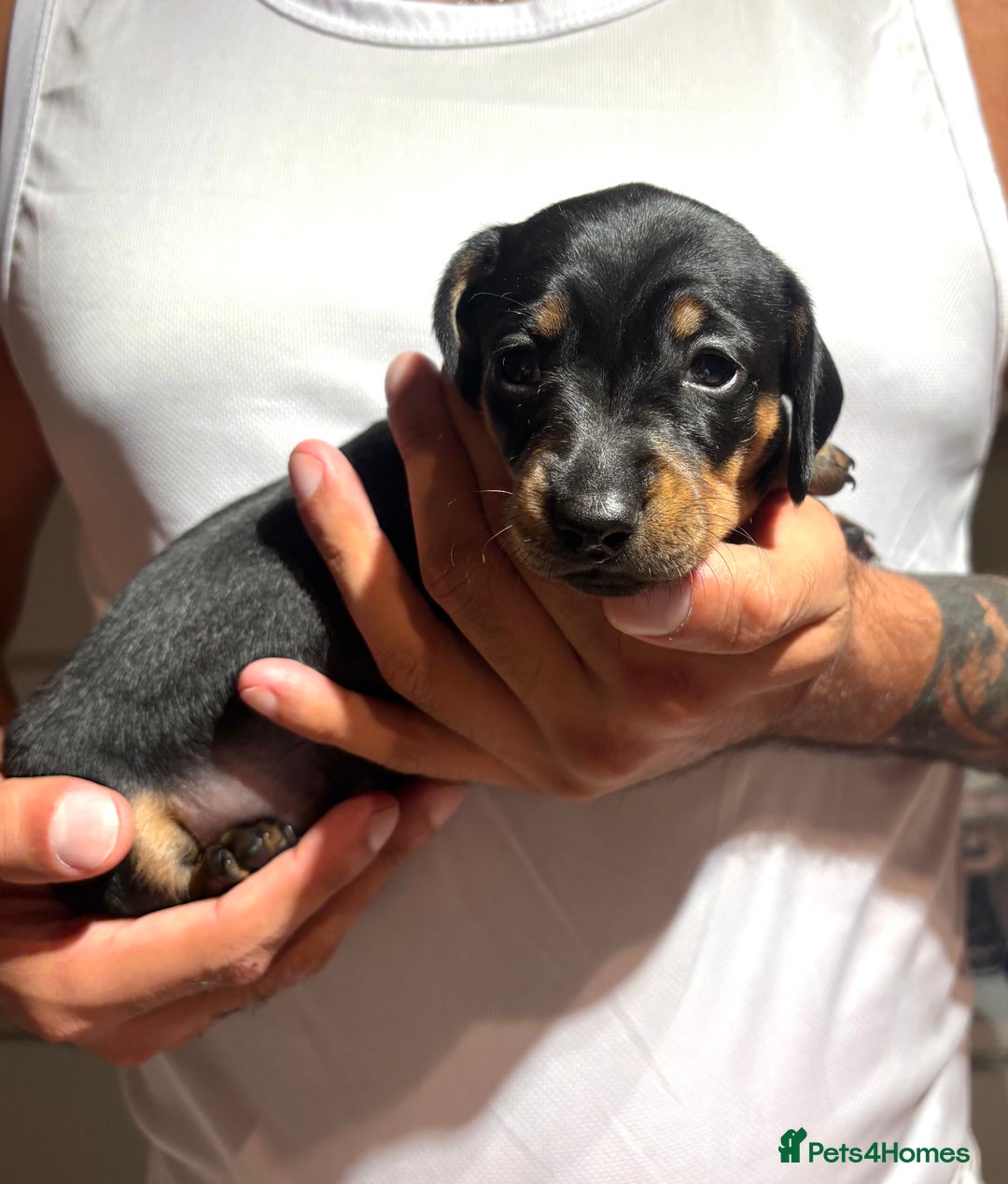 Dachshund dogs for sale: Dachshund Puppies Looking for forever Homes - Image 4