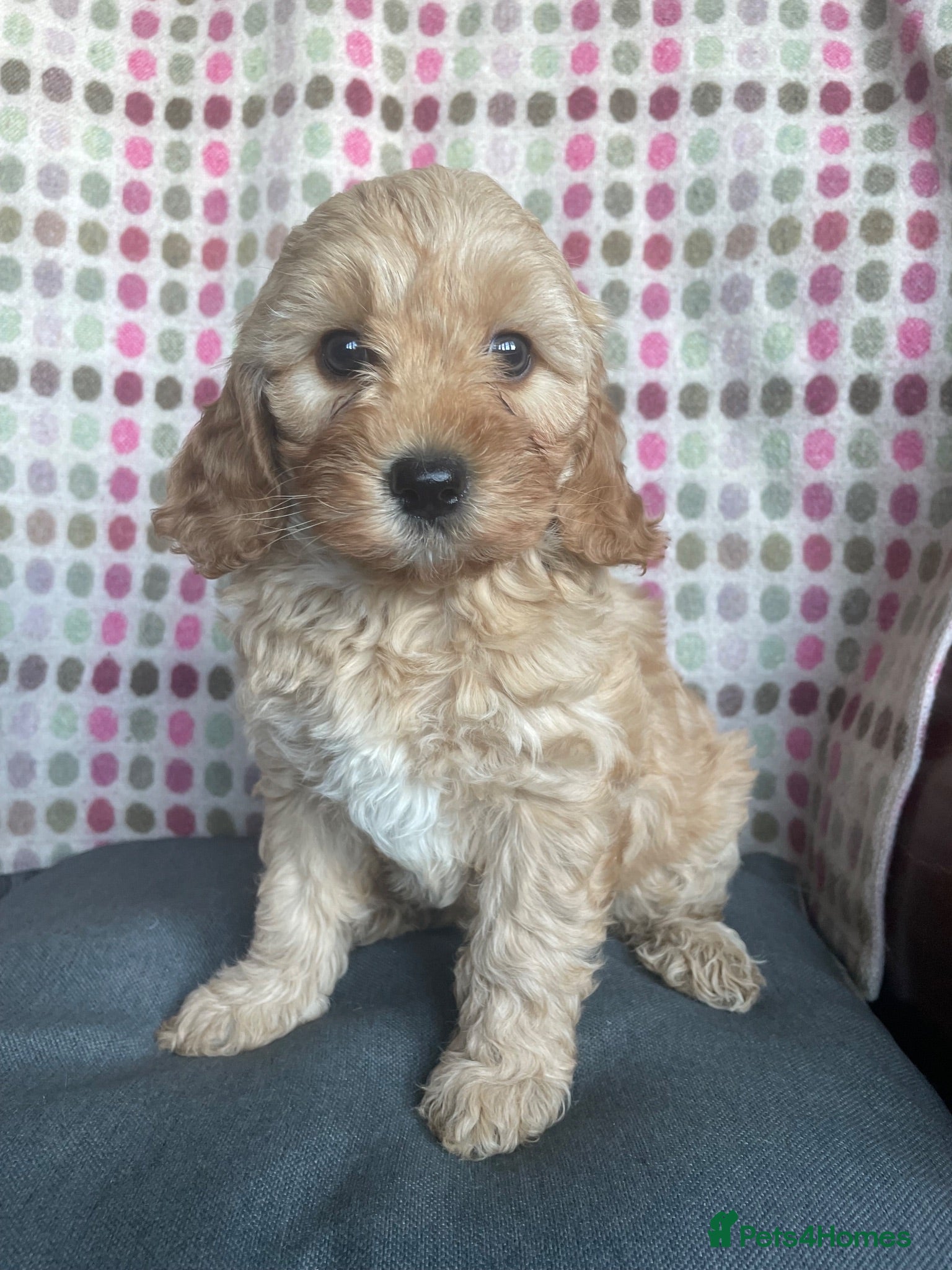 Cavapoochon dogs 🩷Beautiful Cavapoochon Puppies - 1 girl left 🩷 - Advert 1