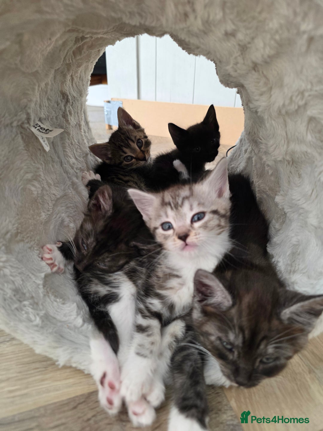 Mixed Breed cats for sale: 5 Beautiful Kittens - Image 14