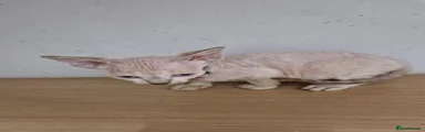 Pink collar girl