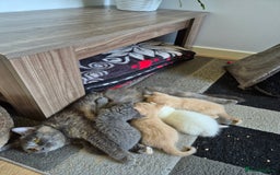 British Shorthair cats for sale: British Shorthair kittens - Image 19