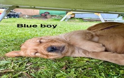Golden Retriever dogs for sale: Beautiful litter of KC reg Golden Retriever pups  - Image 7