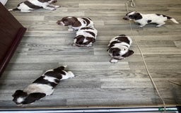 Cocker Spaniel dogs for sale: Cocker Spaniel - Image 8
