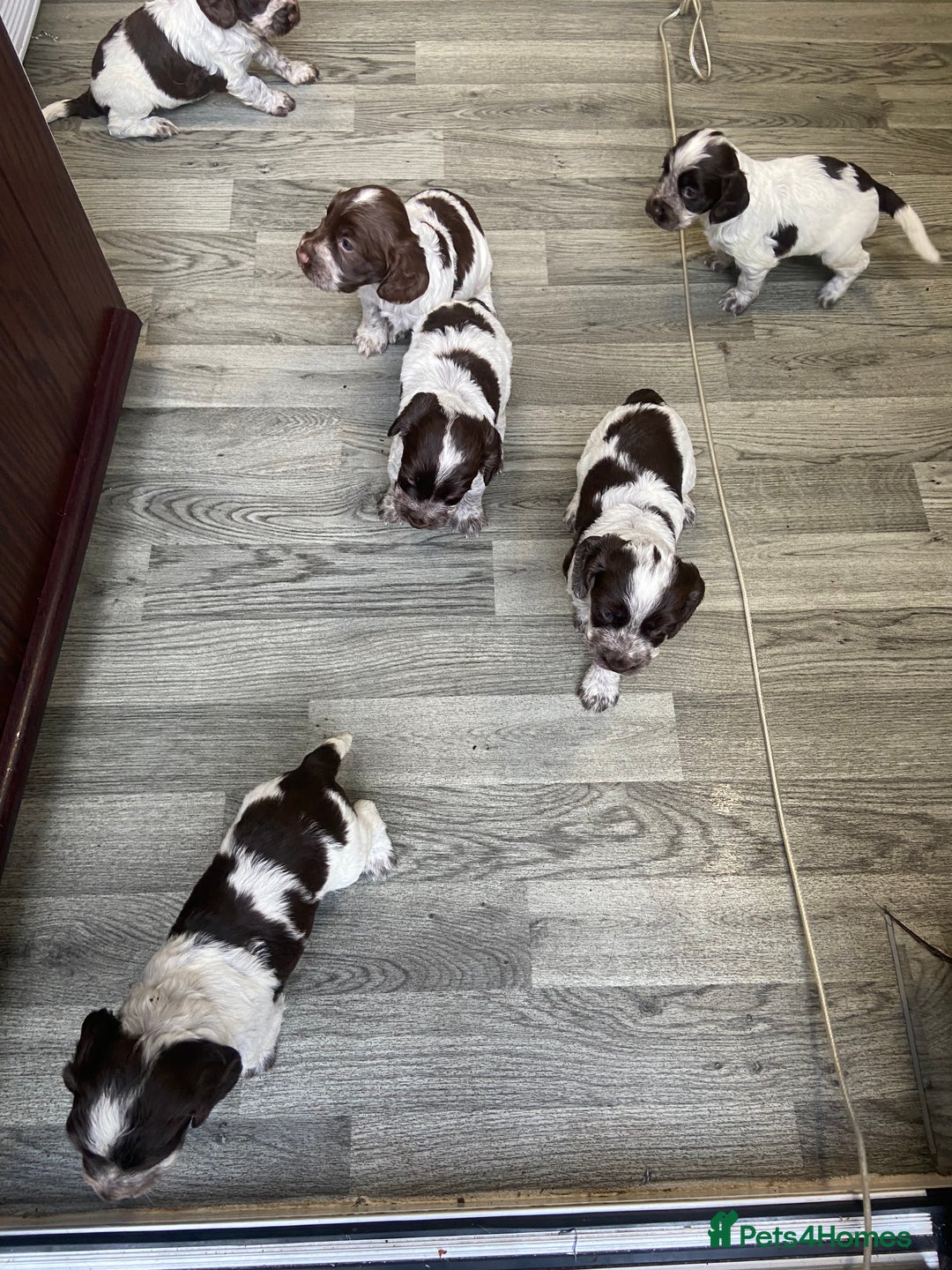 Cocker Spaniel dogs for sale: Cocker Spaniel - Image 8