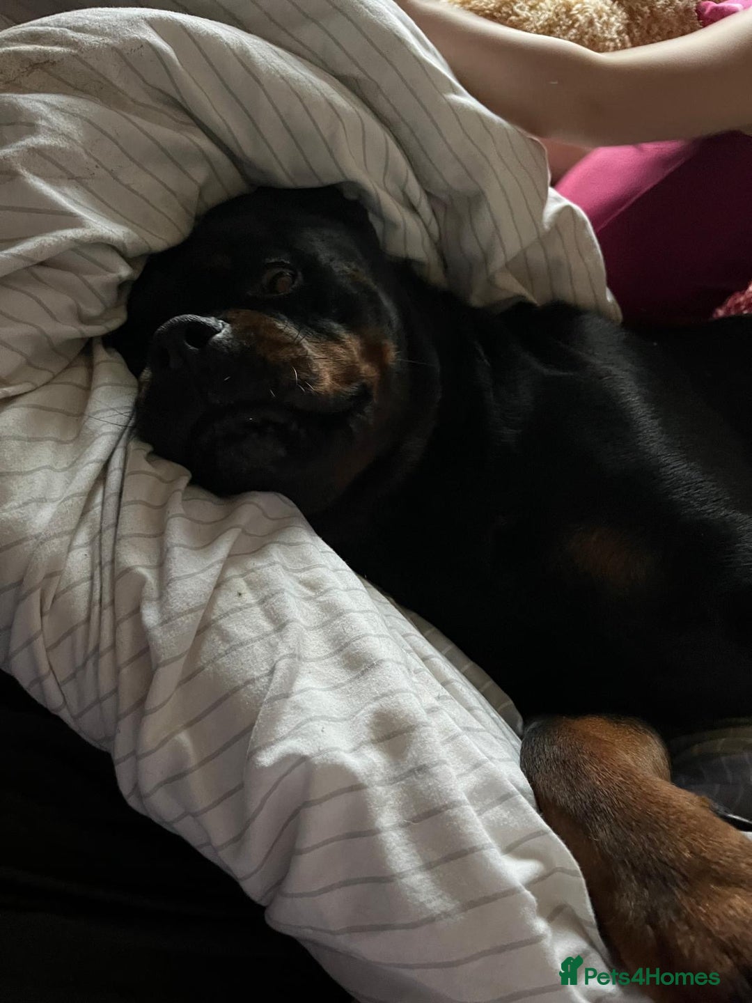 Rottweiler dogs for sale: Seeking a Forever Home Libby 1-Year-Old Rottweiler - Advert 3