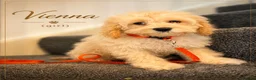 Cockapoo dogs for sale: American cockapoo from health tested parents - Advert 14