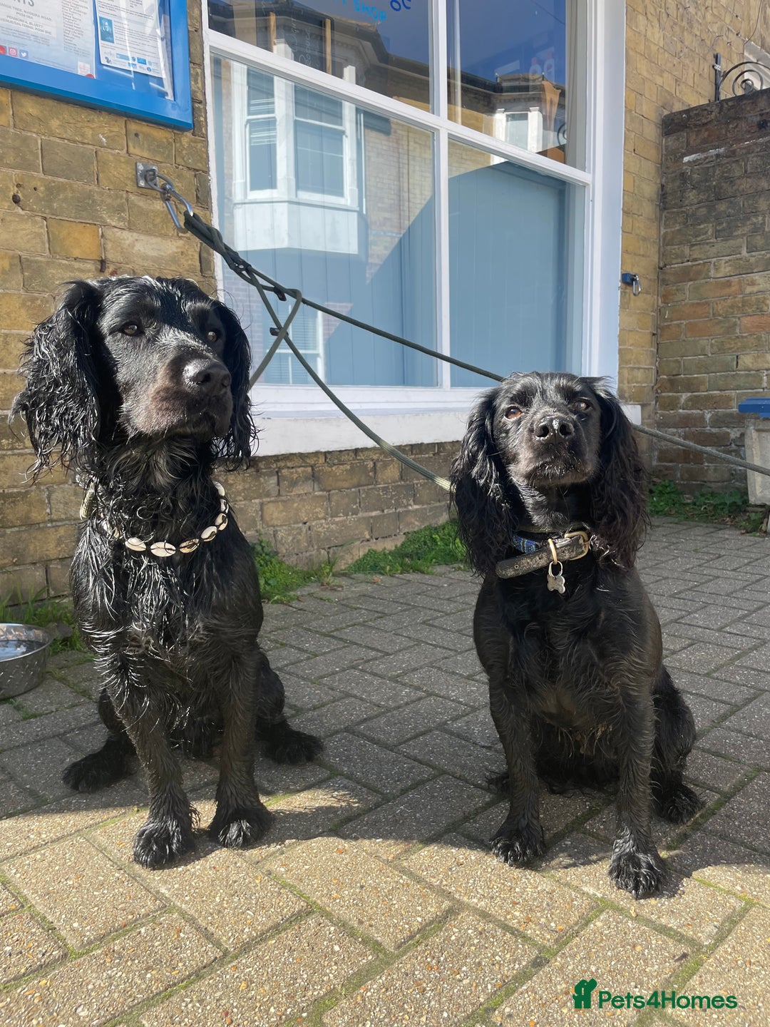 Sprocker dogs for stud: Gorgeous sprocker for stud (free)  - Image 9