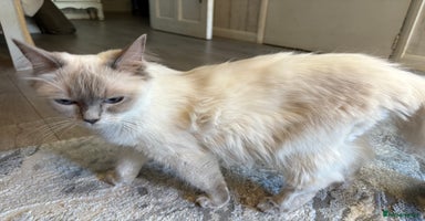 Ragdoll cats - Advert 13