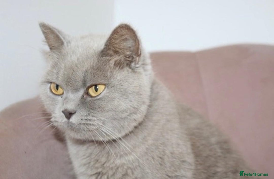 British Shorthair cats for sale: Beautiful British short hair kittens - Advert 2