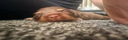 Mixed Breed dogs for sale: French bulldog cross dachsaund - Advert 4