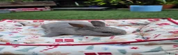 Netherland Dwarf rabbits for sale: Adorable Baby Rabbits for Sale – Beautiful Colours - Advert 11
