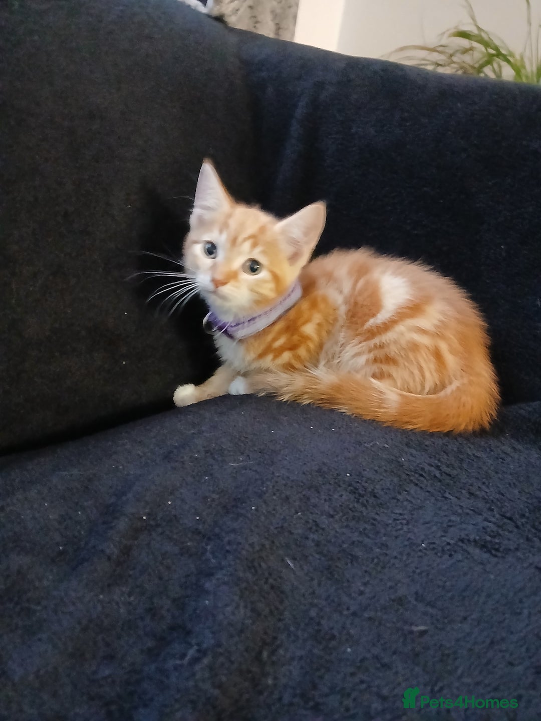 Mixed Breed cats for sale: Gorgeous mixed kittens - Advert 8