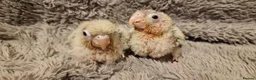 Conures birds for sale: Adorable fully hand reared conures  - Advert 10