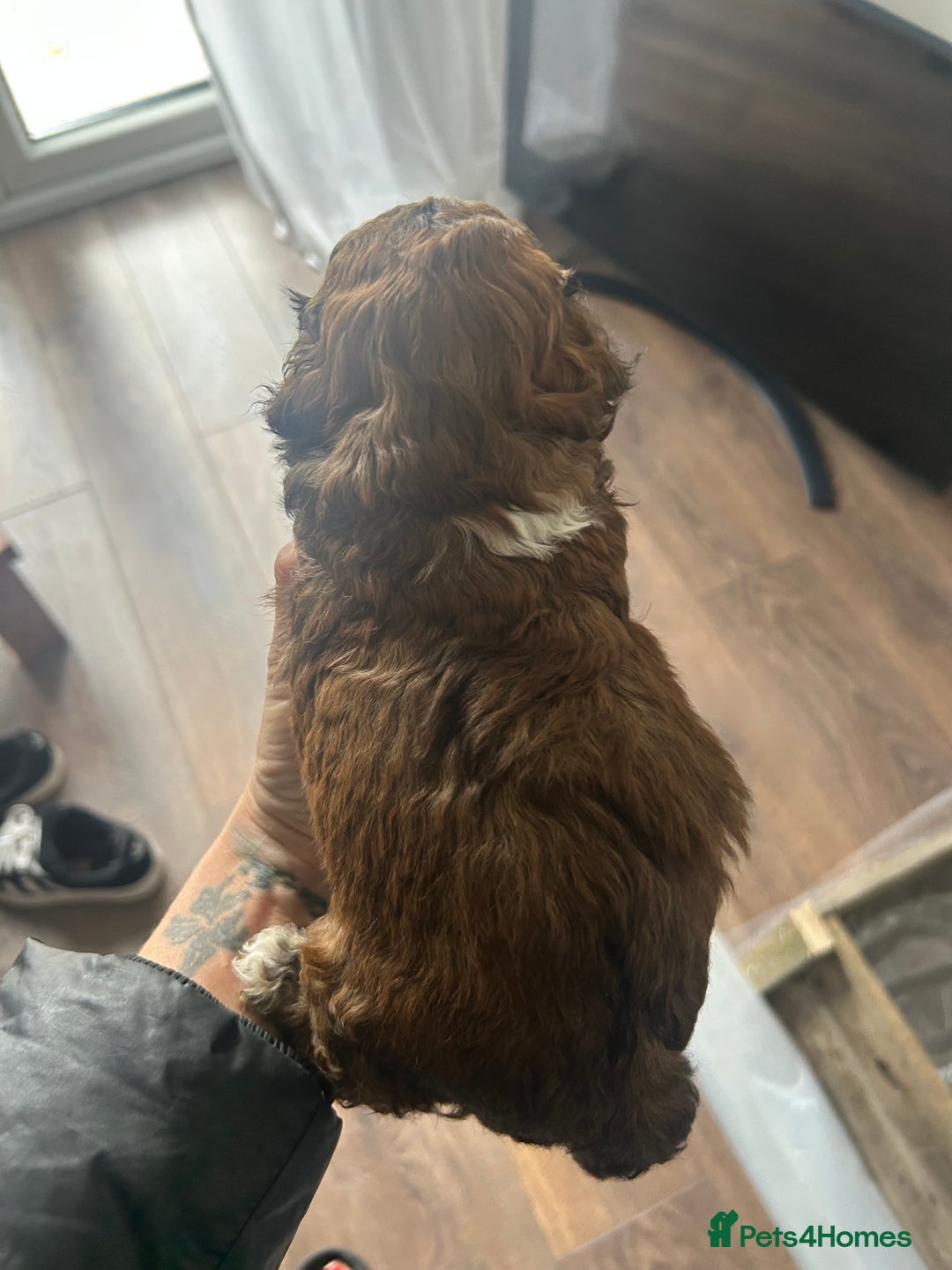 Maltipoo dogs for sale: Maltipoo puppies  - Image 6