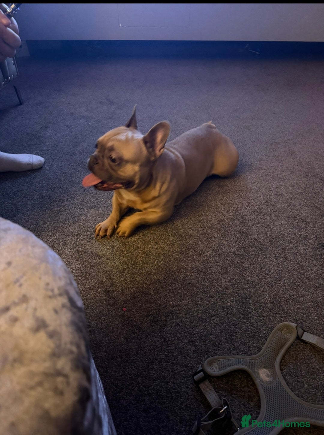 French Bulldog dogs for sale: 3 year old male French bulldog.  - Advert 2